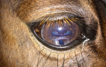 oogfotos_paard-irishypoplasie-en-inactieve-uvei%cc%88tis