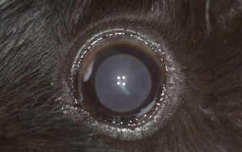 oogfotos_cavia-heteropic-boneformation-en-immatuur-cataract-linker-oog