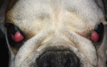 oogfotos_hond-beiderzijdse-cherry-eye-bijeenfransebulldogcherry-eye