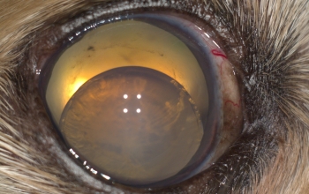oogfotos_hond-chronisch-glaucoom-met-secundaire-lensluxatie