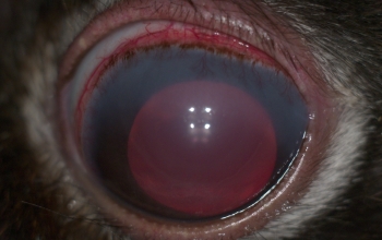 oogfotos_konijn-chronisch-glaucoom