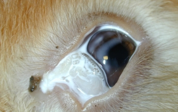 oogfotos_konijn-dacryocystitis-en-cholesterolafzetting-in-cornea