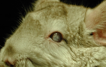 oogfotos-bijzondere-dieren-chinchilla-cataract