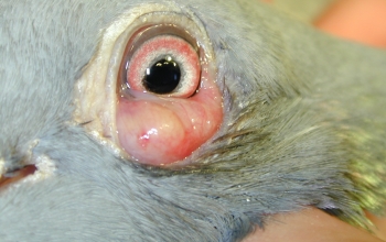 oogfotos-vogels-duif-salmonellajpg