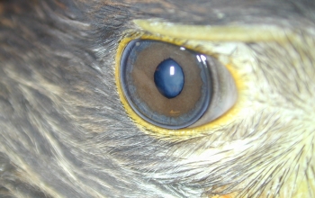 oogfotos_vogels-woestijnvalk-met-beiderzijds-cataract