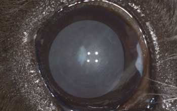 oogfotos_cavia-heteropic-boneformation-en-immatuur-cataract-rechter-oog