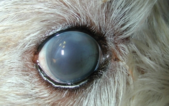 oogfotos-hond-evisceratie-na-chrnosch-glaucoom-met-inplanten-van-siliconenprothese