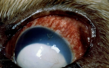oogfotos_hond-glaucoom-met-sec-lensluxatieglauclelslu