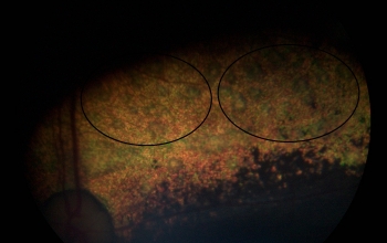 oogfotos_hond-multifocale-retinadysplasie