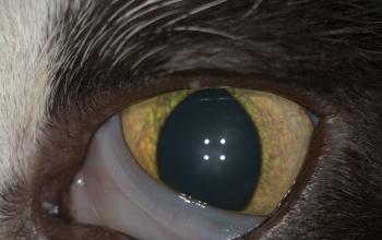 oogfotos_kat-protrusie-derde-ooglid
